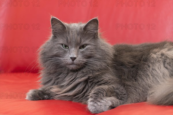 Norwegian Forest Cat lying on red sofa