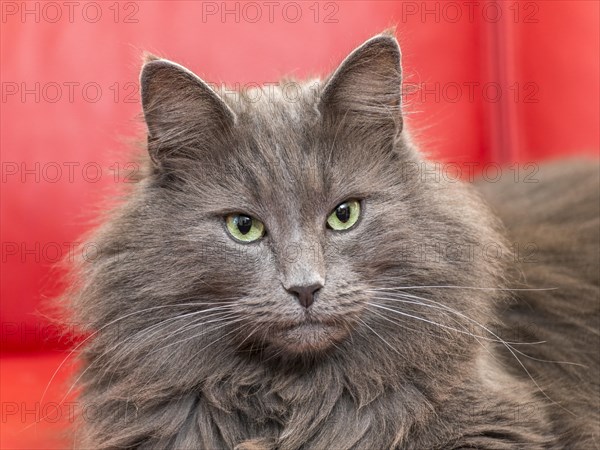 Norwegian Forest Cat