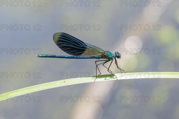 Banded Demoiselle (Calopteryx splendens) on a reed leaf