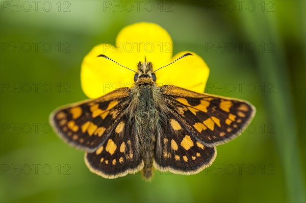 Checkered skipper (Carterocephalus palaemon) perched on a buttercup