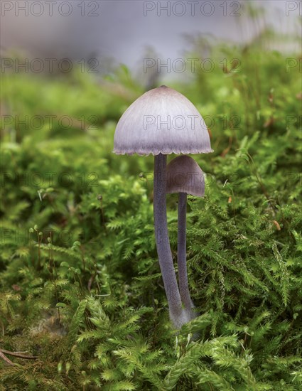 Nitrous Bonnet (Mycena leptocephala)