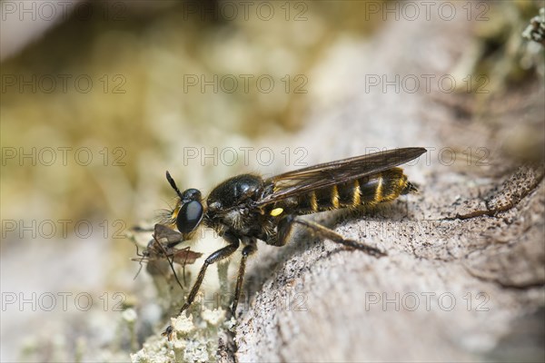 Choerades marginata robberfly (Choerades marginata)