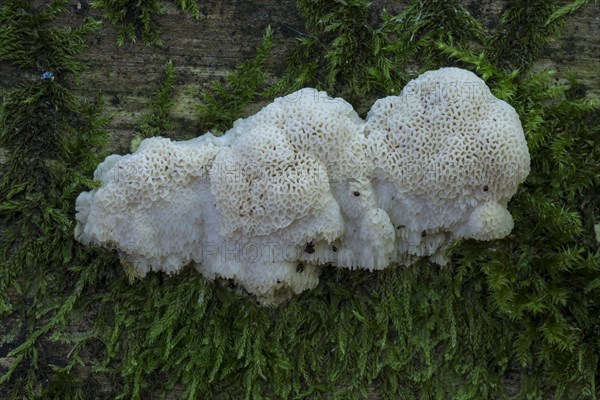 Greyling Bracket (Postia tephroleuca) on deadwood