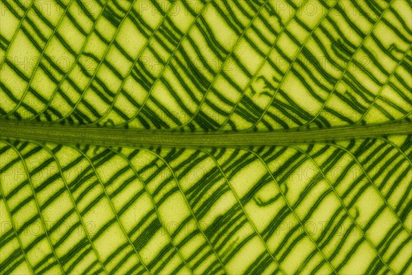 Calathea musaica (Calathea musaica)