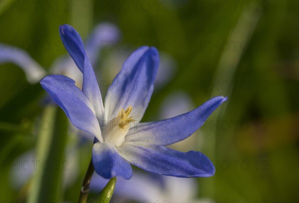 Two-leaf Squill (Scilla bifolia)