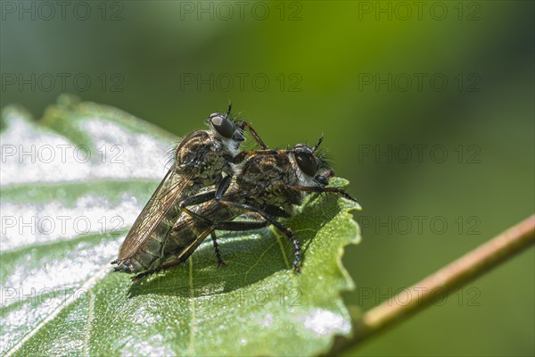 Common Robber Fly (Tolmerus atricapillus)