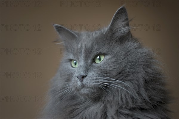 Norwegian Forest Cat