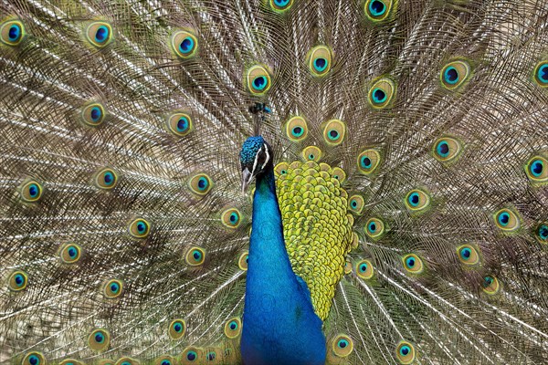 Blue Peacock (Pavo cristatus) displaying