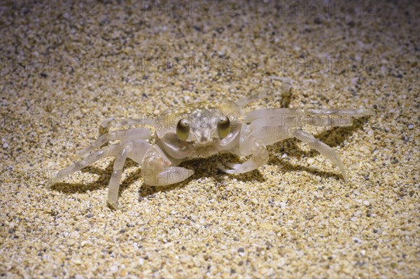 Ghost Crab (Ocypode pallidula)