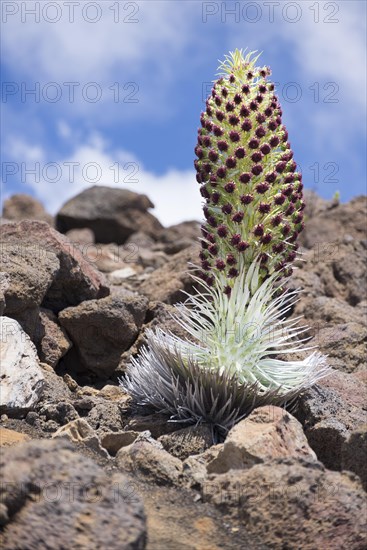 Silversword (Argyroxiphium sandwicense)