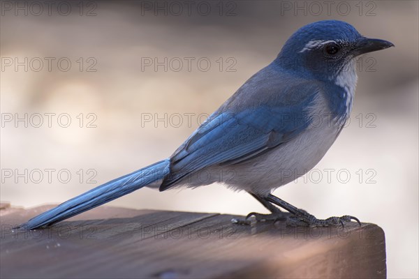 Western scrub jay (Aphelocoma californica)