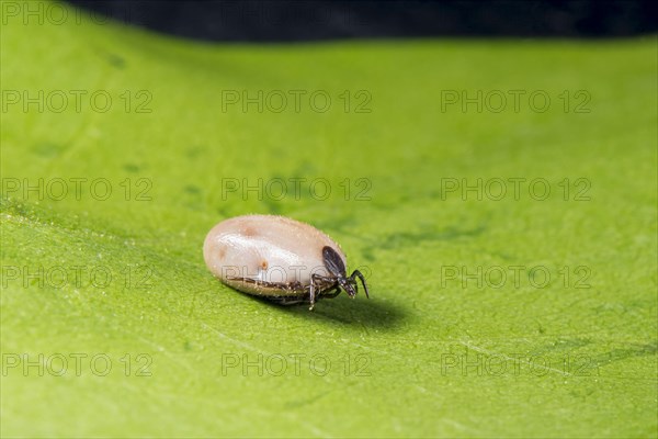 Castor Bean Tick (Ixodes ricinus)