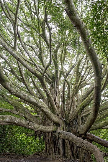 Indian banyan (Ficus benghalensis)