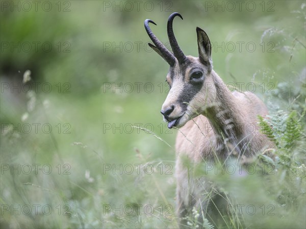 Chamois (Rupicapra rupicapra) stretching tongue out