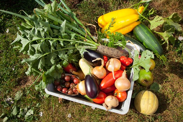 Box of various organic vegetables