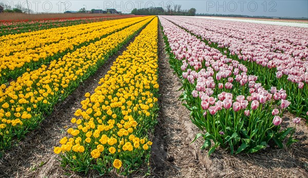 Tulip fields