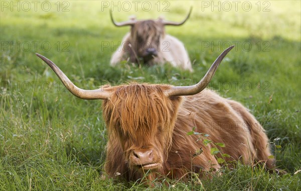 Highland cattle (Bos taurus)