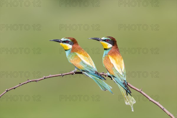 European bee-eater (Merops apiaster)