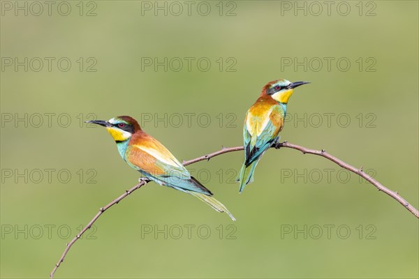 European bee-eater (Merops apiaster)