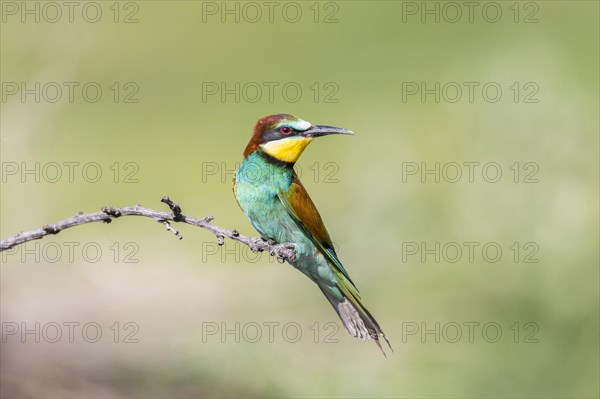 European bee-eater (Merops apiaster)