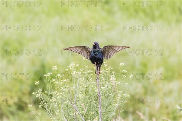 Starling (Sturnus vulgaris)