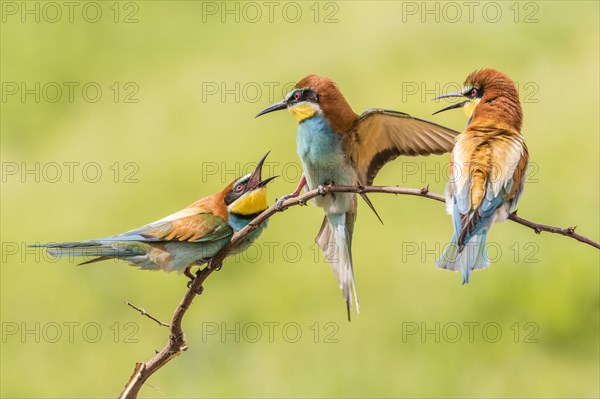 European bee-eater (Merops apiaster)