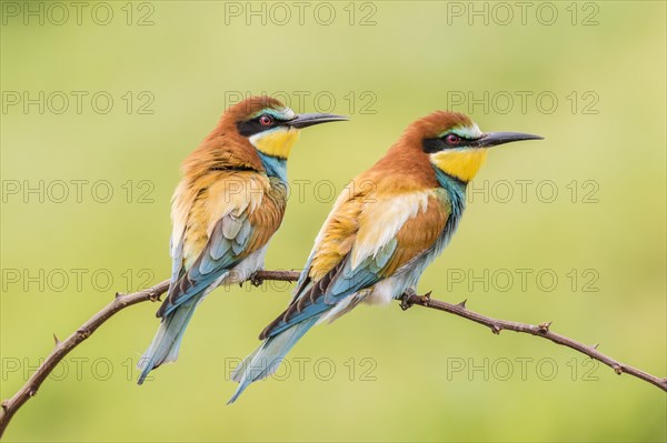 European bee-eater (Merops apiaster)