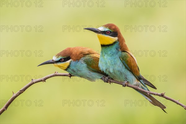 European bee-eater (Merops apiaster)