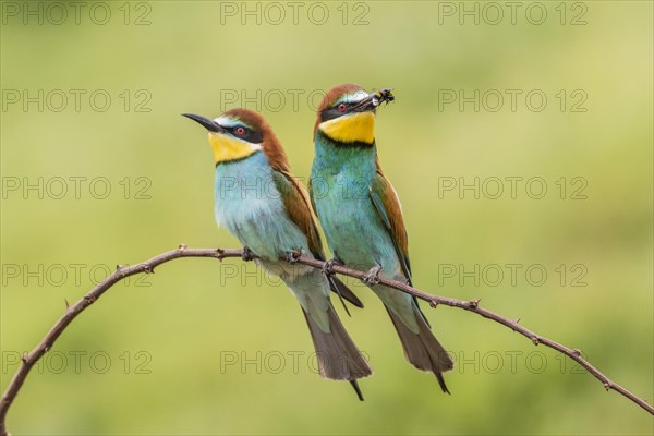 European bee-eater (Merops apiaster)