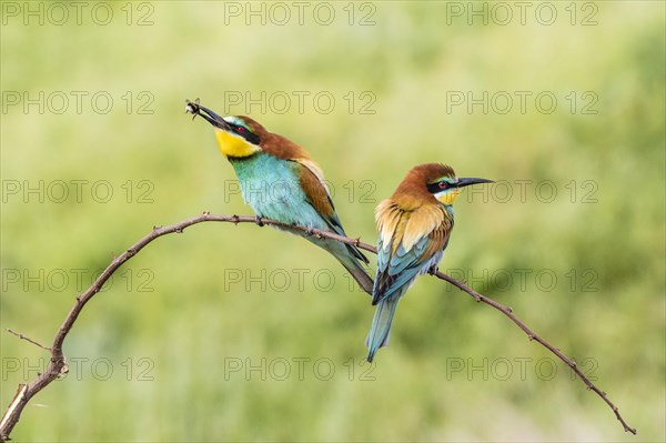 European bee-eater (Merops apiaster)