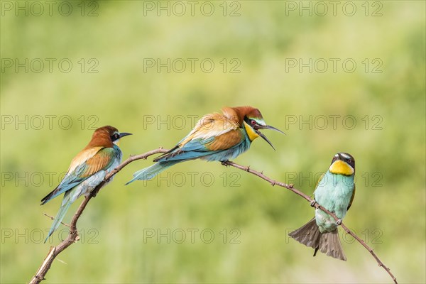 European bee-eater (Merops apiaster)