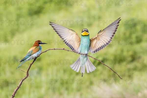 European bee-eater (Merops apiaster)