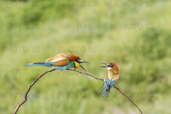 European bee-eater (Merops apiaster)