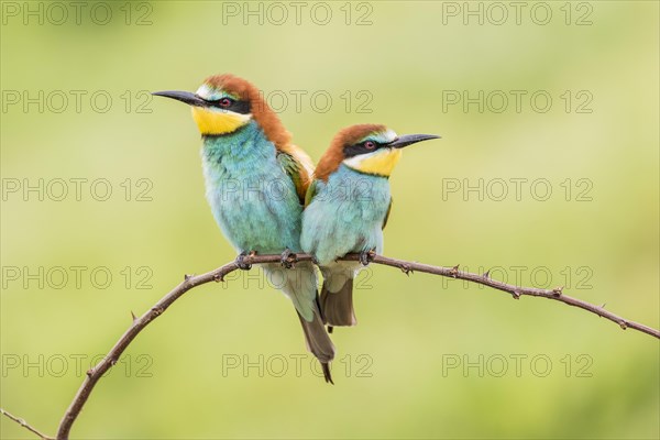 European bee-eater (Merops apiaster)