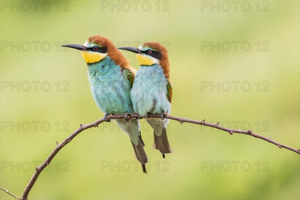 European bee-eater (Merops apiaster)