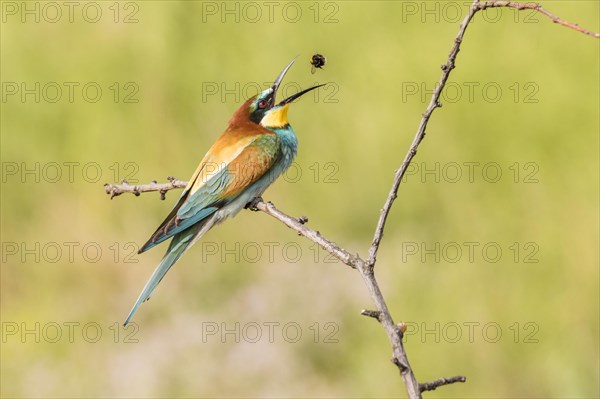 European bee-eater (Merops apiaster) tossing bumbleebee into the air
