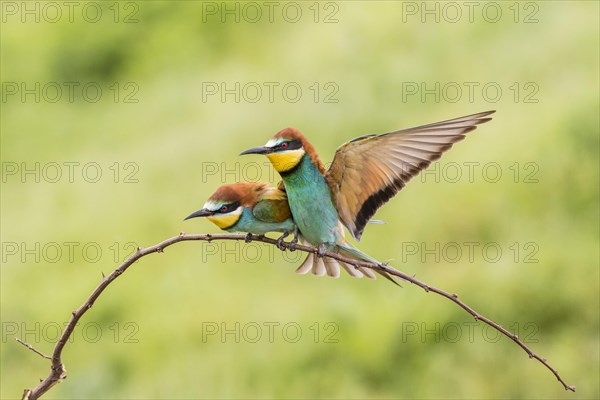 European bee-eater (Merops apiaster)