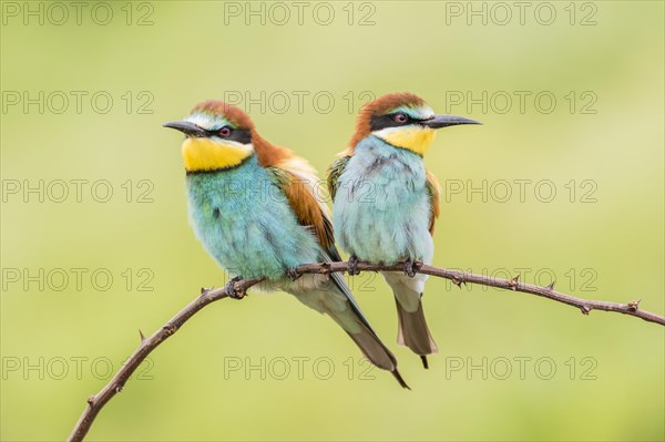 European bee-eater (Merops apiaster)