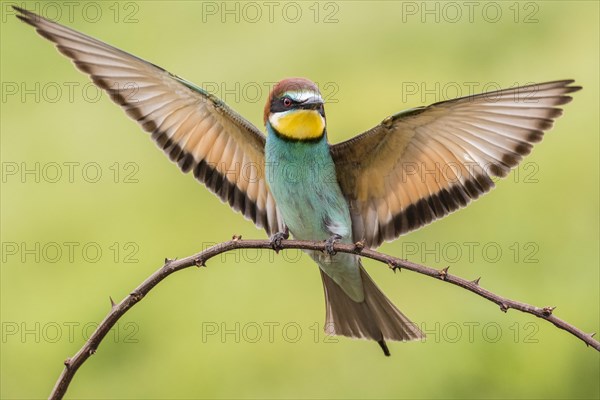 European bee-eater (Merops apiaster) landing on branch
