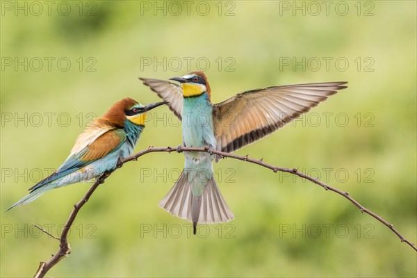 European bee-eater (Merops apiaster)