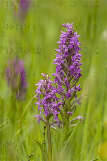 Western Marsh Orchid (Dactylorhiza majalis)