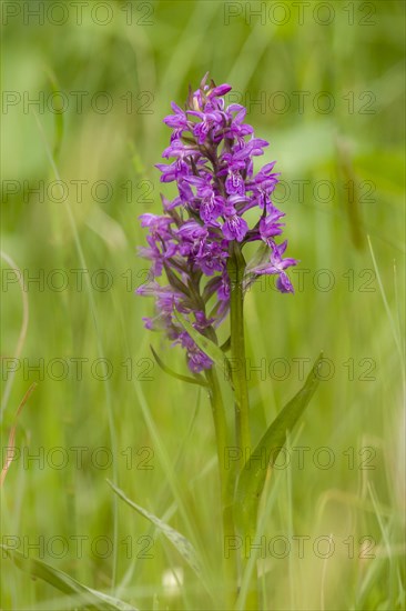 Western Marsh Orchid (Dactylorhiza majalis)