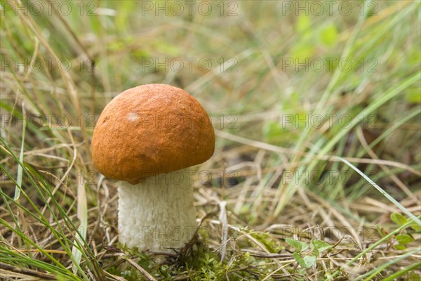 Red-capped scaber stalk (Leccinum leucopodium)