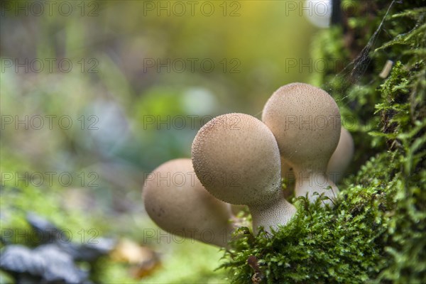 Pear-shaped Puffball (Lycoperdon pyriforme)