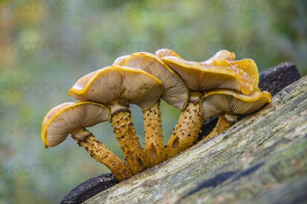 Pholiota aurivella (Pholiota aurivellus) on beech