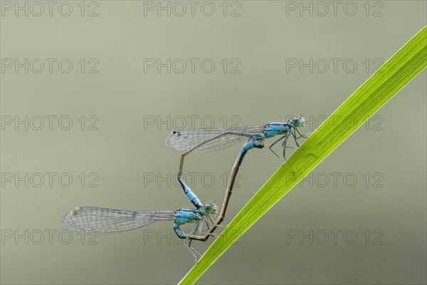 Tailed Damselfly (Ischnura elegans) mating