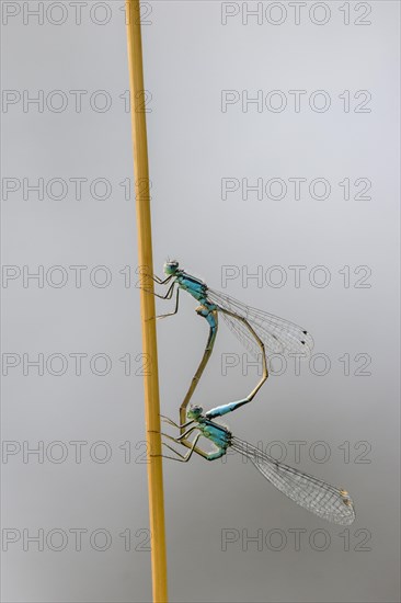 Tailed Damselfly (Ischnura elegans) mating