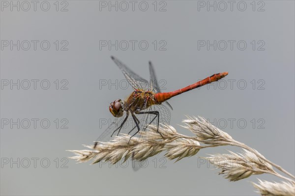 Ruddy Darter (Sympetrum sanguineum)