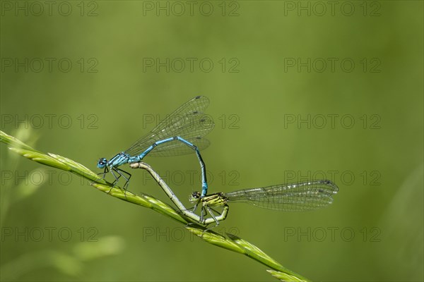 Azure Damselfly (Coenagrion puella)