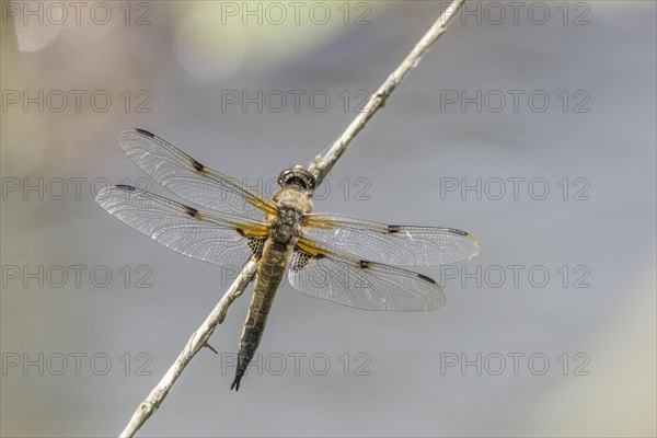 Four-spotted chaser (Libellula quadrimaculata)